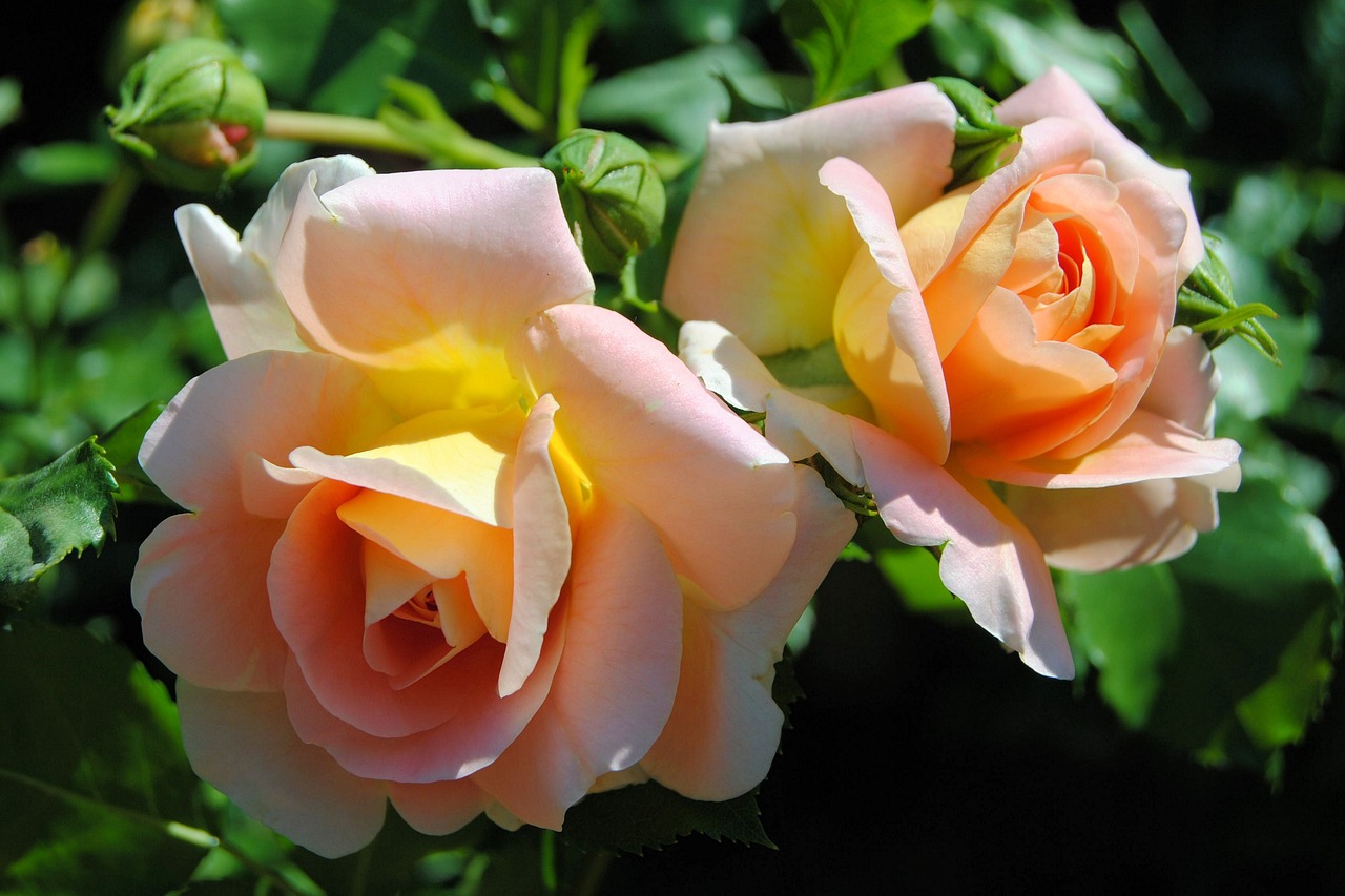 The Chemistry of Scent - How Fragrances Affect Mood